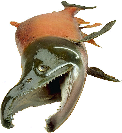 CT Personal Trainer, James Cipriani, says "Salmon Eaters...BEWARE!"