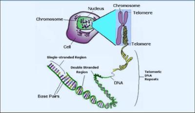 CT Personal Trainer, Jim Cipriani, Says You Can Grow Younger With This Special Fat